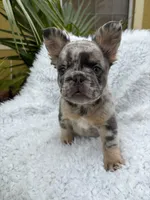 Stormi 🌩️, a female French Bulldog for sale in Kissimmee, FL – 2 of 7