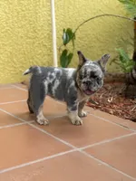 Stormi 🌩️, a female French Bulldog for sale in Kissimmee, FL – 5 of 7