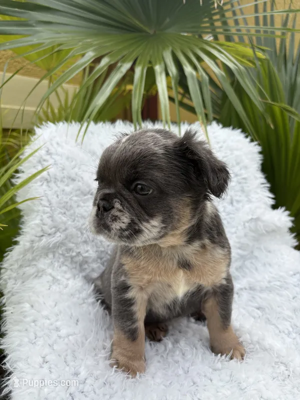 Reign 💧 – French Bulldog puppy for sale in Kissimmee, FL