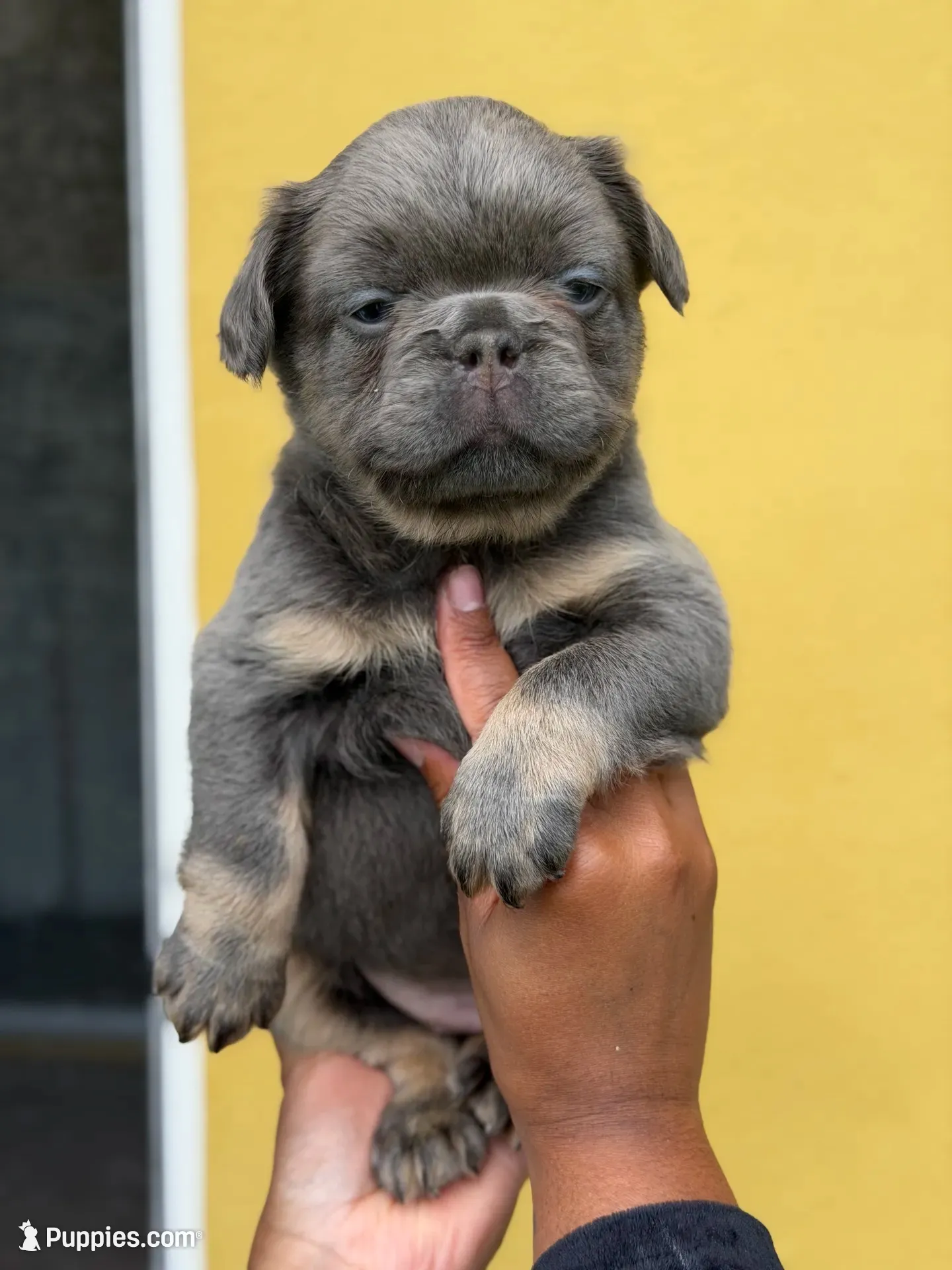 Saint 🩵, a male French Bulldog for sale in Kissimmee, FL – 2 of 4
