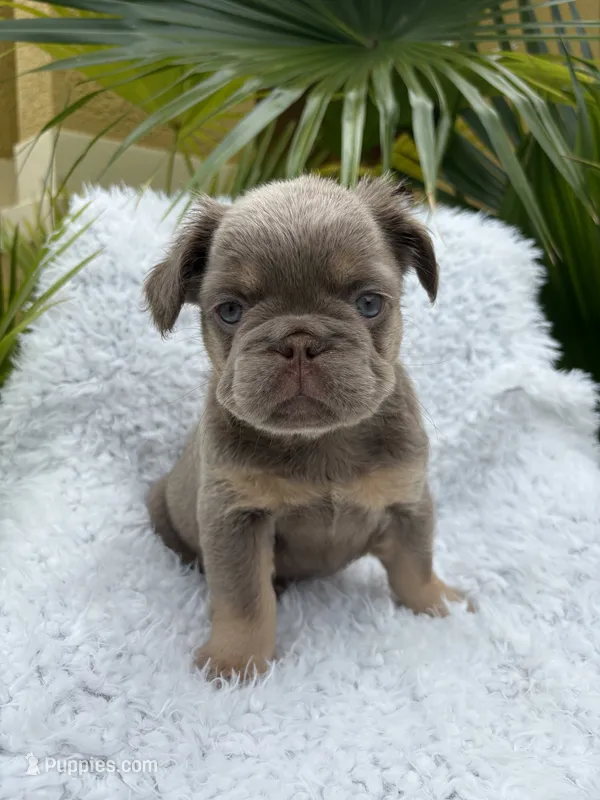 Hazel – French Bulldog puppy for sale in Kissimmee, FL