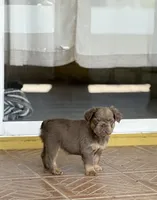 Hazel, a female French Bulldog for sale in Kissimmee, FL – 2 of 3