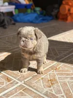 Honey 🍯 , a male French Bulldog for sale in Kissimmee, FL – 3 of 3