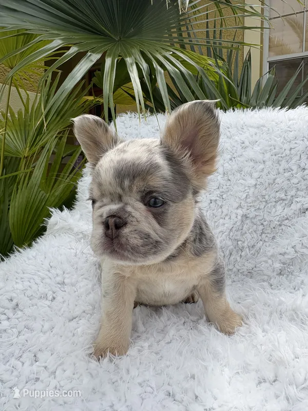 Chanel 💎 – French Bulldog puppy for sale in Kissimmee, FL