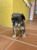 Reign 💧, a female French Bulldog for sale in Kissimmee, FL – 4 of 5