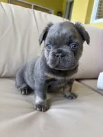 Saint 🩵, a male French Bulldog for sale in Kissimmee, FL – 4 of 4