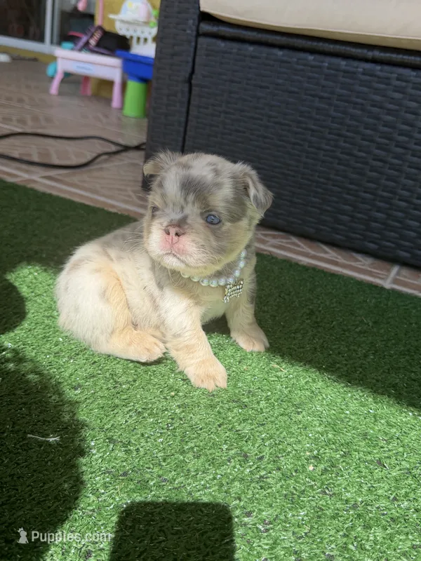 Chanel 💎 – French Bulldog puppy for sale in Kissimmee, FL