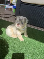Chanel 💎, a female French Bulldog for sale in Kissimmee, FL – 1 of 3