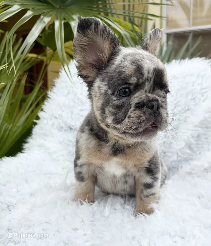 Stormi 🌩️ – French Bulldog puppy for sale in Kissimmee, FL