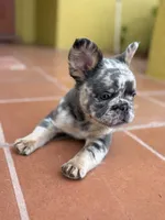 Stormi 🌩️, a female French Bulldog for sale in Kissimmee, FL – 6 of 7