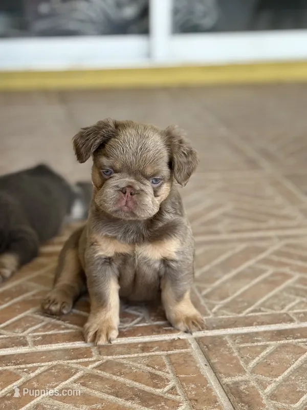 Hazel – French Bulldog puppy for sale in Kissimmee, FL