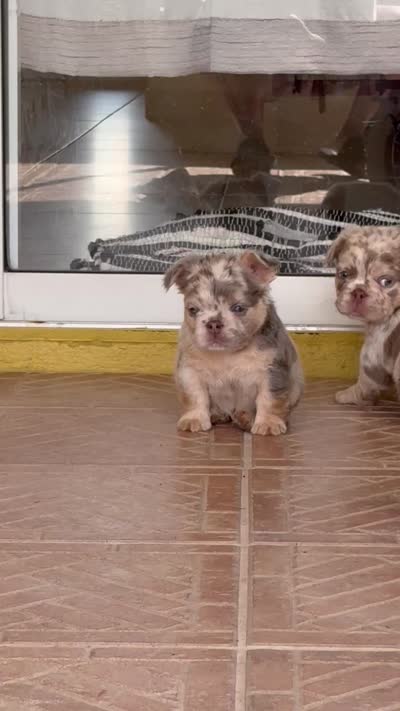 Chanel 💎, a female French Bulldog for sale in Kissimmee, FL – 3 of 3