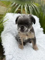 Reign 💧, a female French Bulldog for sale in Kissimmee, FL – 2 of 5