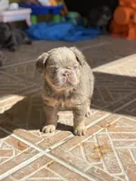 Honey 🍯 , a male French Bulldog for sale in Kissimmee, FL – 2 of 3