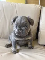Saint 🩵, a male French Bulldog for sale in Kissimmee, FL – 3 of 4