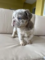 Magic ✨🌟, a male French Bulldog for sale in Kissimmee, FL – 3 of 3