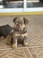 Hazel, a female French Bulldog for sale in Kissimmee, FL – 3 of 3