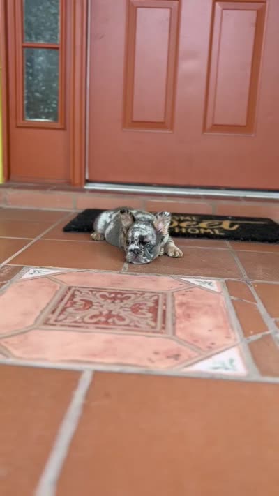 Stormi 🌩️, a female French Bulldog for sale in Kissimmee, FL – 7 of 7