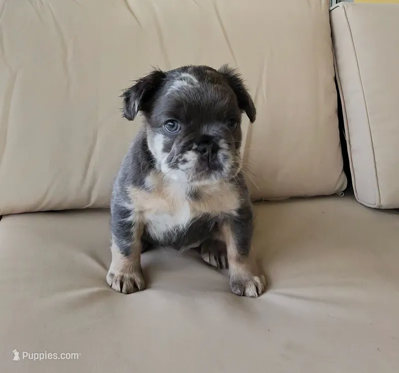 Reign 💧 – French Bulldog puppy for sale in Kissimmee, FL