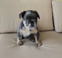 Reign 💧, a female French Bulldog for sale in Kissimmee, FL – 1 of 1