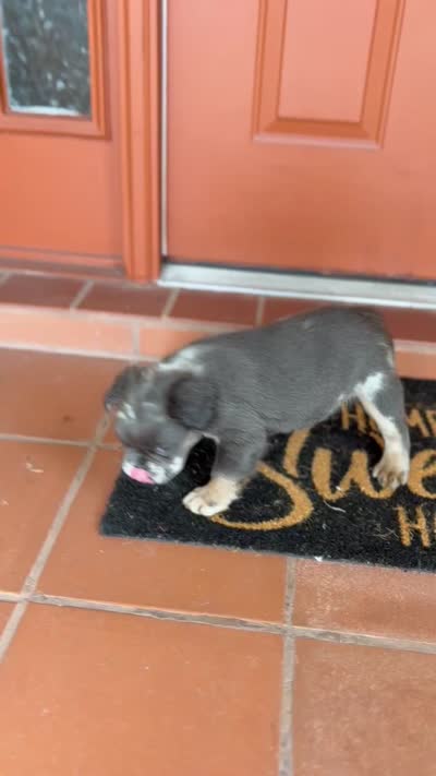 Reign 💧, a female French Bulldog for sale in Kissimmee, FL – 5 of 5