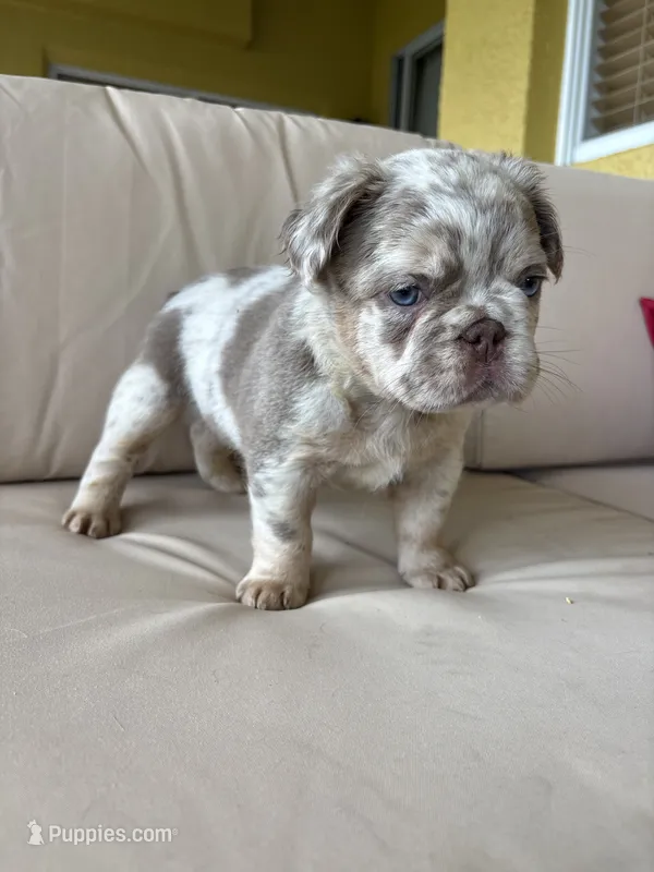 Magic ✨🌟 – French Bulldog puppy for sale in Kissimmee, FL