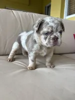 Magic ✨🌟, a male French Bulldog for sale in Kissimmee, FL – 1 of 3
