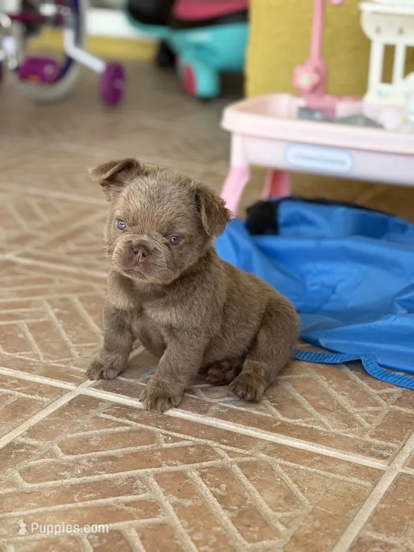 Honey 🍯  – French Bulldog puppy for sale in Kissimmee, FL
