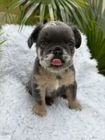 Reign 💧, a female French Bulldog for sale in Kissimmee, FL – 3 of 5