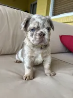 Magic ✨🌟, a male French Bulldog for sale in Kissimmee, FL – 2 of 3