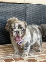 Stormi 🌩️, a female French Bulldog for sale in Kissimmee, FL – 2 of 3