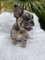 Stormi 🌩️, a female French Bulldog for sale in Kissimmee, FL – 3 of 7