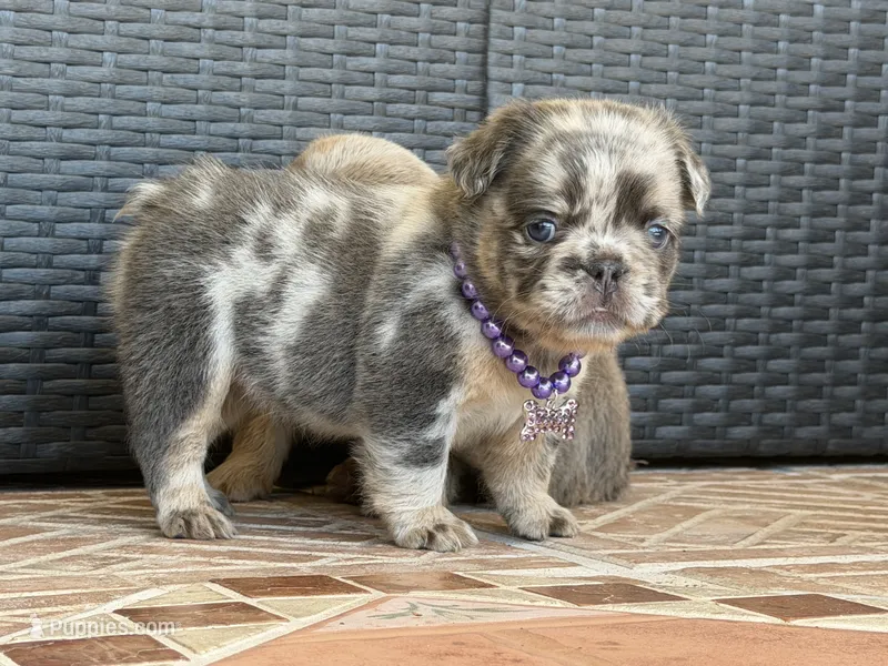 Stormi 🌩️ – French Bulldog puppy for sale in Kissimmee, FL