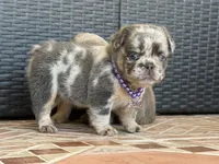 Stormi 🌩️, a female French Bulldog for sale in Kissimmee, FL – 1 of 3