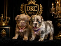 Stormi 🌩️, a female French Bulldog for sale in Kissimmee, FL – 3 of 3