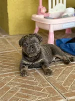 Saint 🩵, a male French Bulldog for sale in Kissimmee, FL – 1 of 4