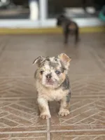 Chanel 💎, a female French Bulldog for sale in Kissimmee, FL – 2 of 3