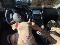 Duke, a male American Pit Bull Terrier and Labrador Retriever for sale in Raeford, NC – 5 of 6