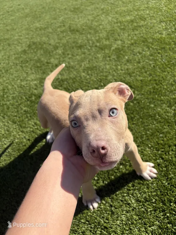 Duke – American Pit Bull Terrier, Labrador Retriever puppy for sale in Raeford, NC