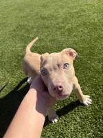 Duke, a male American Pit Bull Terrier and Labrador Retriever for sale in Raeford, NC – 1 of 6