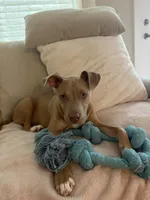 Duke, a male American Pit Bull Terrier and Labrador Retriever for sale in Raeford, NC – 2 of 6