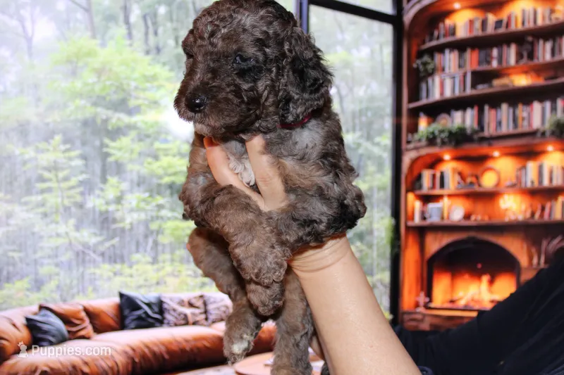Female 4 – Poodle - Standard  puppy for sale in Malibu, CA