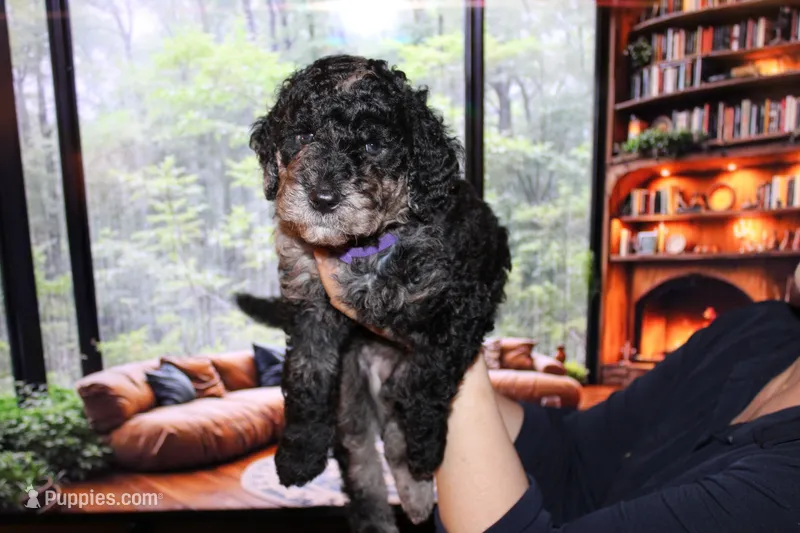 Female 3 – Poodle - Standard  puppy for sale in Malibu, CA