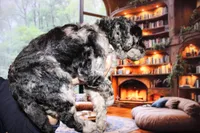 Female 1, a female Poodle - Standard  for sale in Malibu, CA – 3 of 5