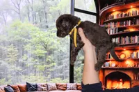 Female 2, a female Poodle - Standard  for sale in Malibu, CA – 3 of 4