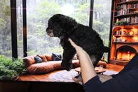 Female 3, a female Poodle - Standard  for sale in Malibu, CA – 2 of 3