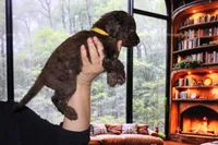 Female 2, a female Poodle - Standard  for sale in Malibu, CA – 2 of 4
