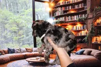 Female 1, a female Poodle - Standard  for sale in Malibu, CA – 2 of 5