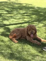 Female 1, a female Poodle - Standard  for sale in Malibu, CA – 5 of 5