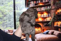 Female 4, a female Poodle - Standard  for sale in Malibu, CA – 4 of 4